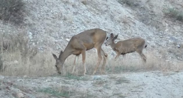 deer invade active gun range