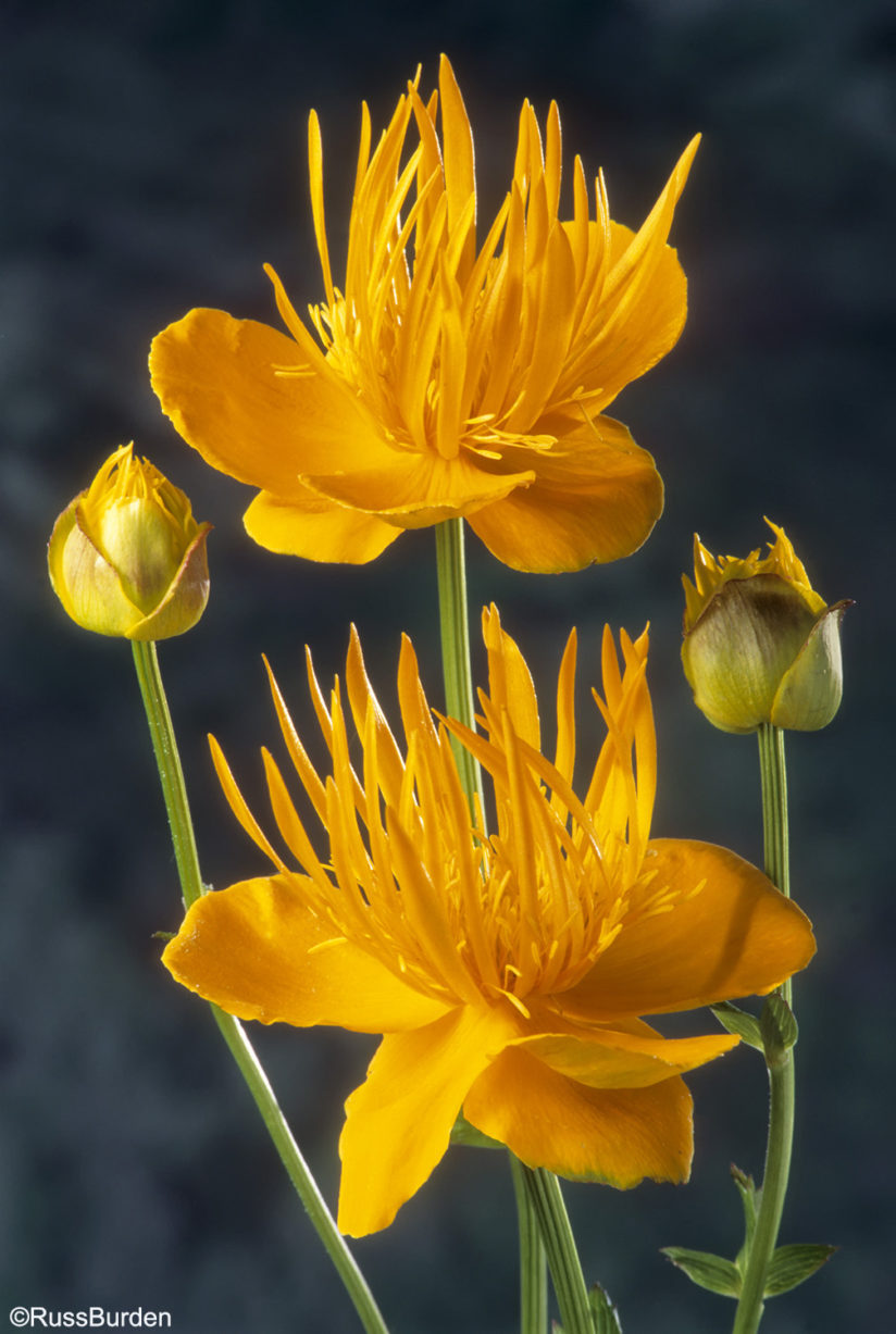 Macro Studio Close-Ups 