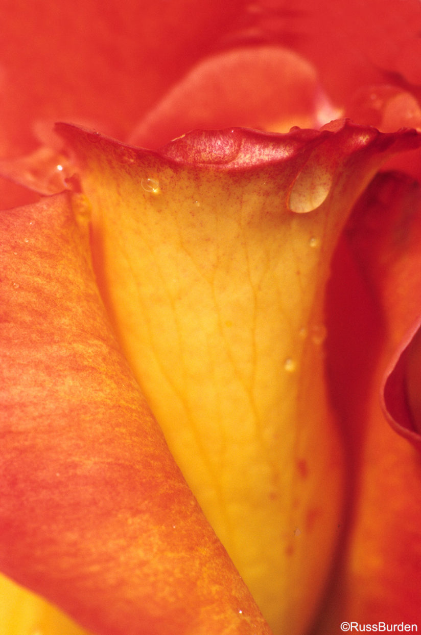 Macro Studio Close-Ups 