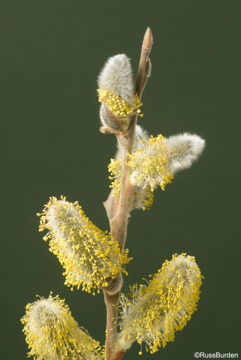 Macro Studio Close-Ups 