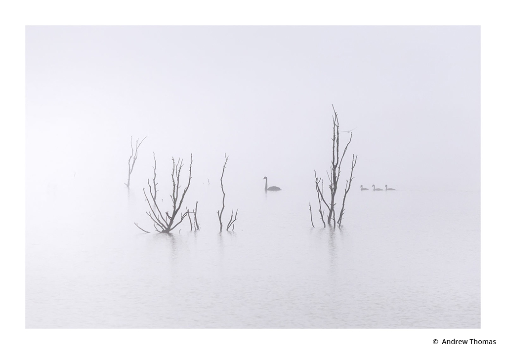Today’s Photo Of The Day is “Through the Morning Mist” by Andrew Thomas. Location: Lake Burrumbeet, Victoria, Australia.