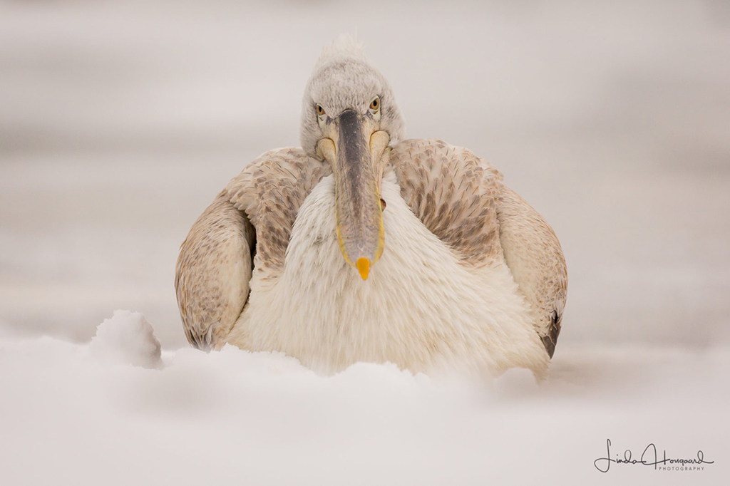 Today’s Photo Of The Day is “Dalmatian Pelican” by Linda Hougaard. Lake Kerkini, Northern Greece. 