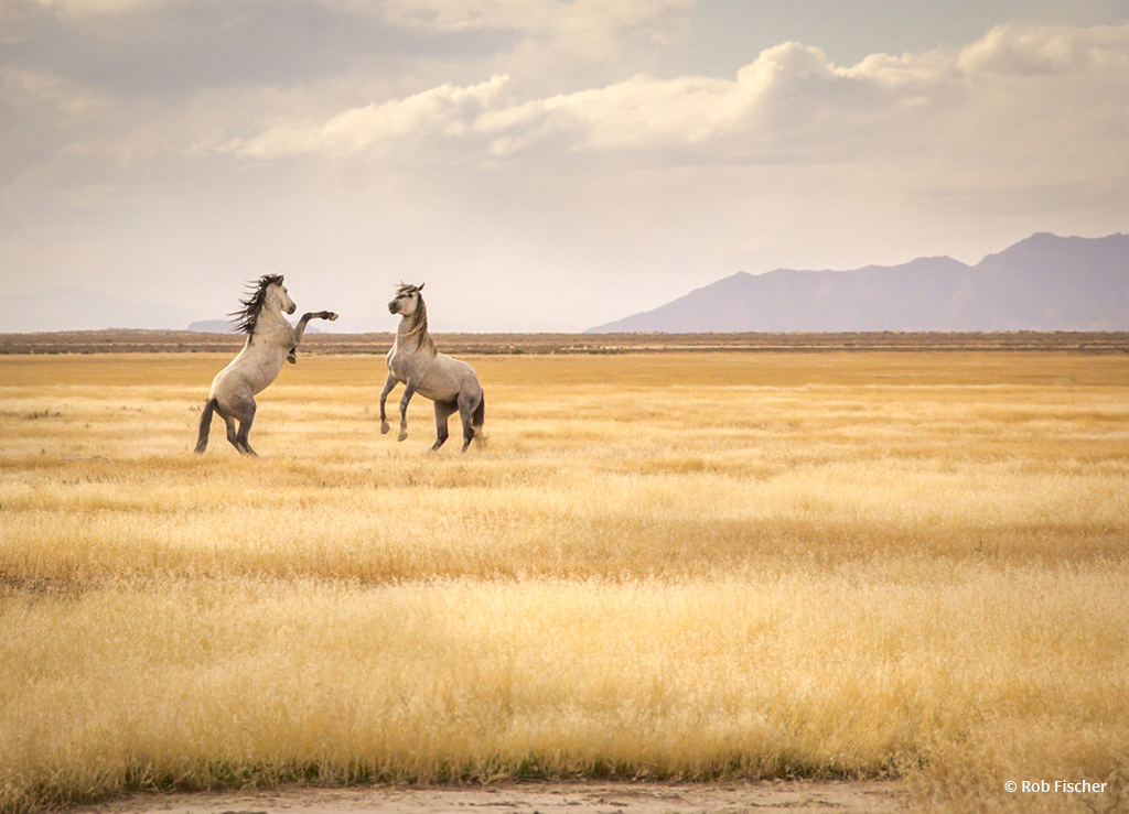 Today’s Photo Of The Day is “Pony Express Wild Horses” by Rob Fischer. Location: Utah.