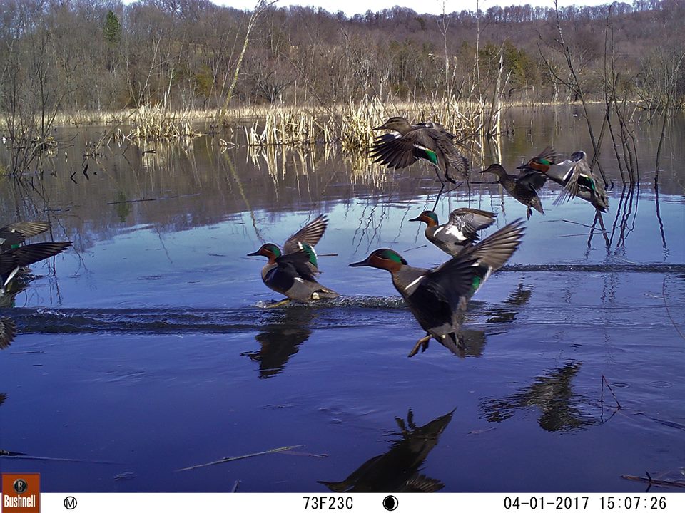 trail cam tuesday