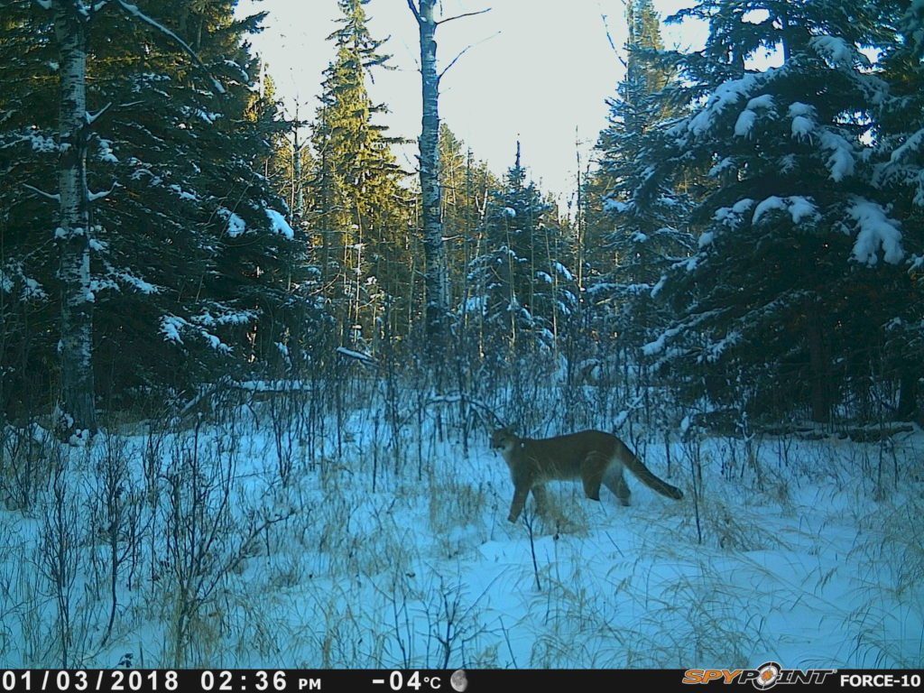 trail cam tuesday