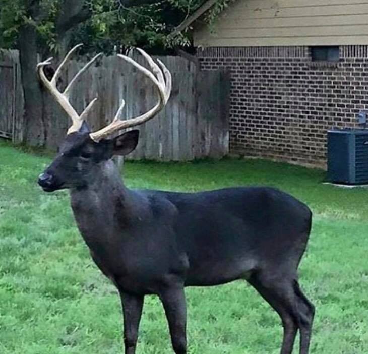 Black Deer in Backyard How Rare is this Color Variation? Outdoor