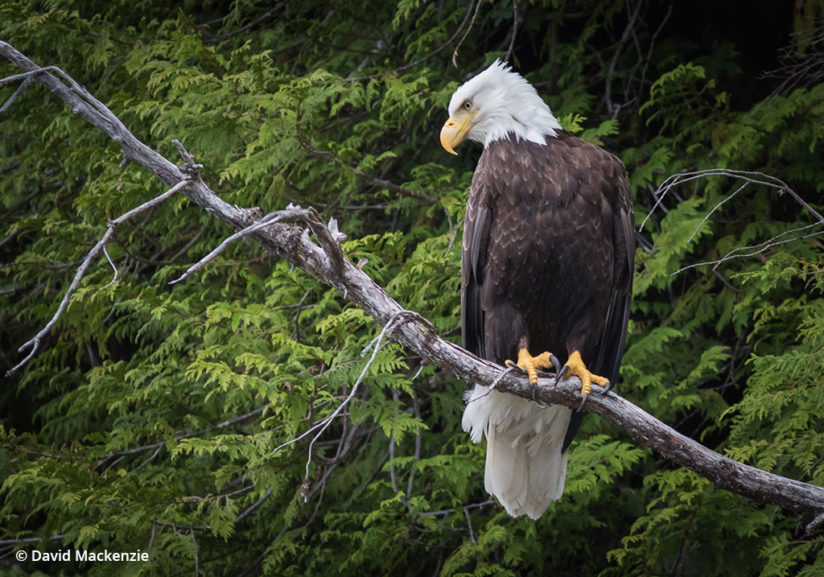 Bald eagle in the Great Bear Rainforest.