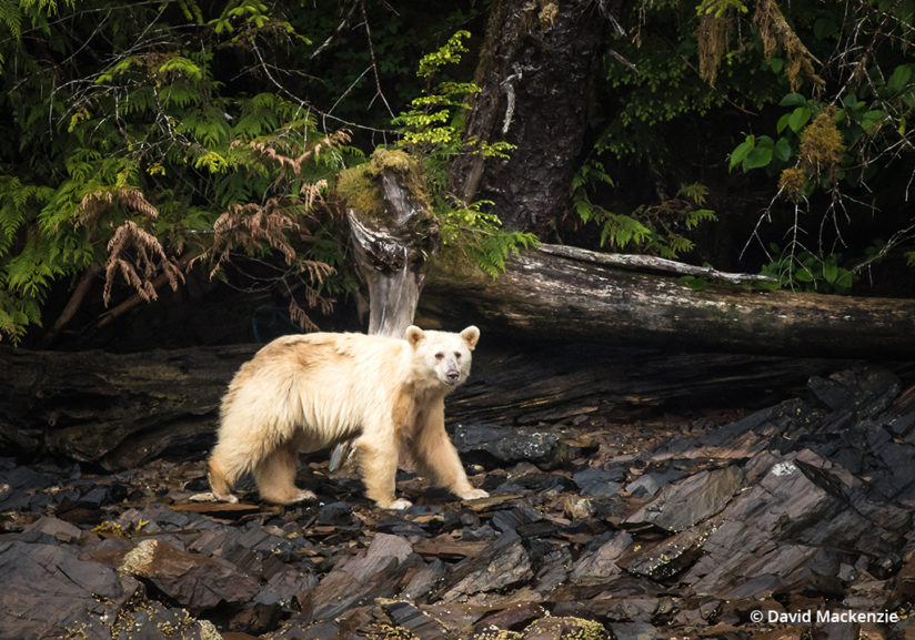 Spirit bear in the Great Bear Rainforest