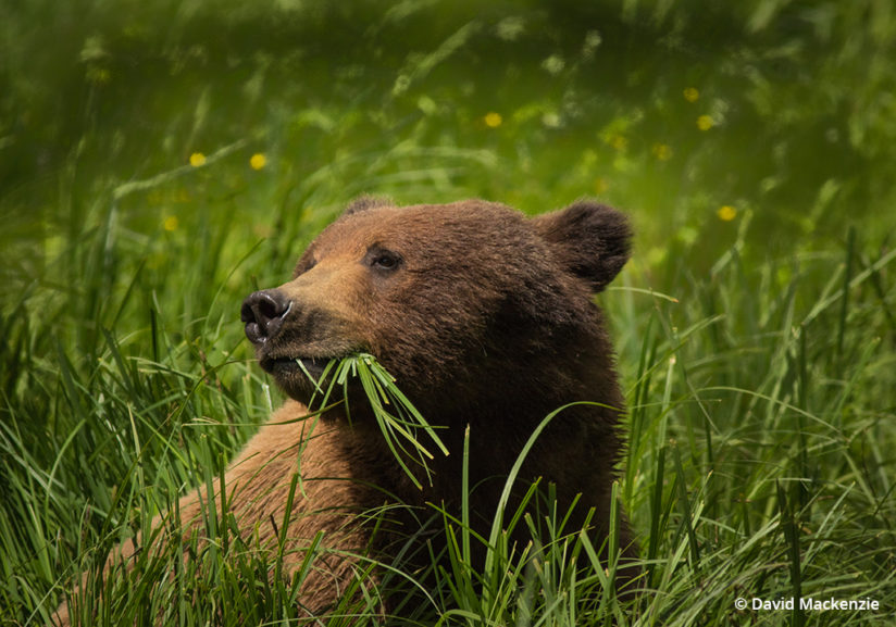 Grizzly bear in the Great Bear Rainforest
