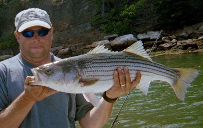 Massachusetts mismanages the wild striped bass fishery