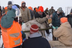Bighorn sheep processing