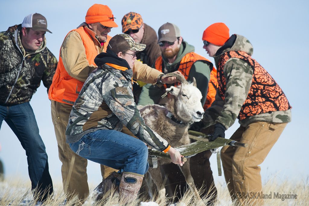 Bighorn sheep capture