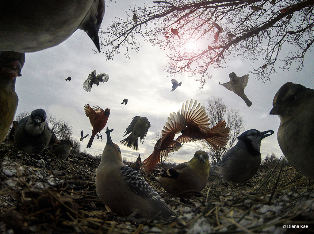 Today’s Photo Of The Day is “Seeds For EVERYONE” by Diana Kae. Location: Kansas City, Missouri.