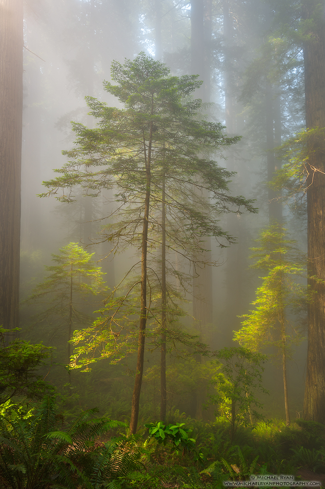 Today’s Photo Of The Day is “Room to Grow” By Michael Ryan. Location: Del Norte Coast Redwoods State Park, California.