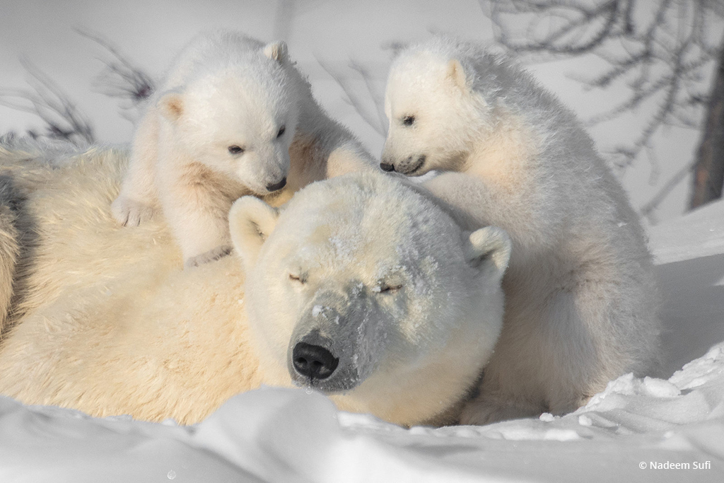 Today’s Photo Of The Day is “Tender Moments” by Nadeem Sufi. Location: Churchill, Manitoba. 
