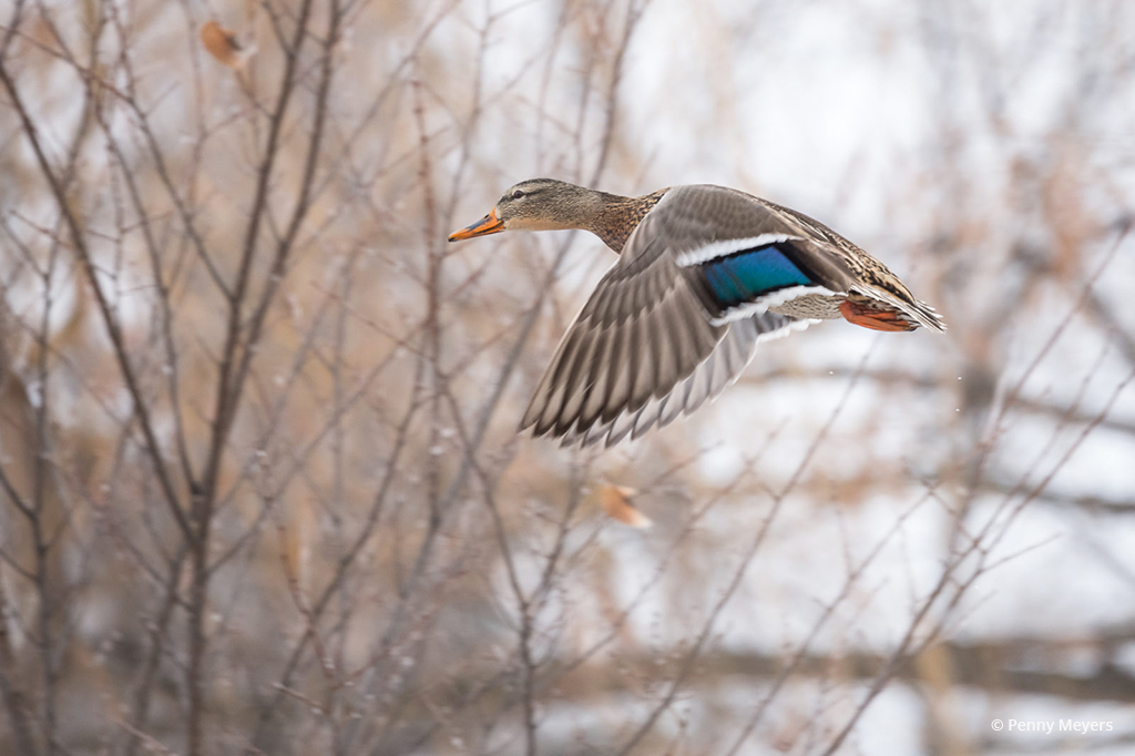 Today’s Photo Of The Day is “Female Mallard in Flight” by Penny Meyers. Location: Detroit Lakes, Minnesota.