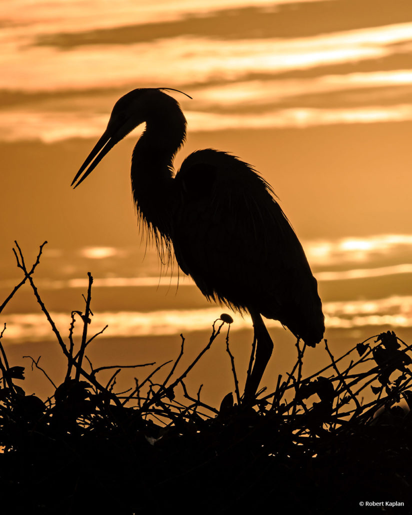 Today’s Photo Of The Day is “Great Blue at Sunrise” by Robert Kaplan. Location: Wakodahatchee Wetlands, Delray Beach, Florida.