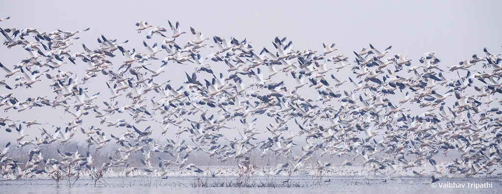 Today’s Photo Of The Day is “Morning Takeoff” by Vaibhav Tripathi. Location: Merced National Wildlife Refuge, California.