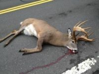 Roadkill Deer: Legal or Not, Think Twice Before You Pickup