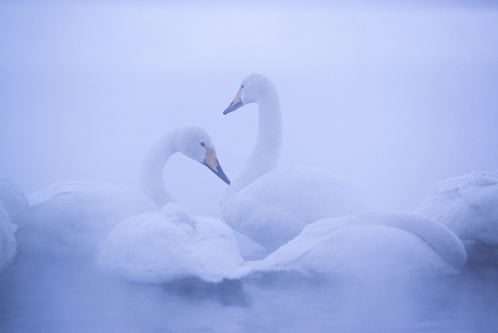 Awakening Swans By Carla DeDominicis