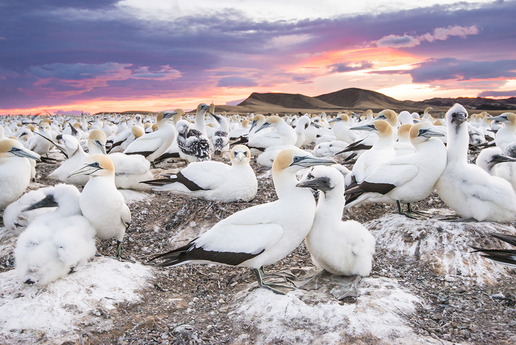 The Colony At The Edge Of The World