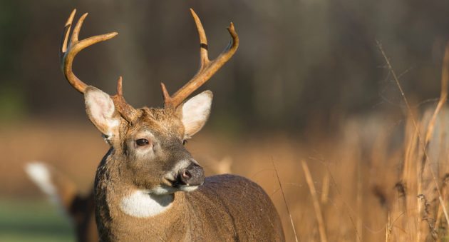 deer attractants