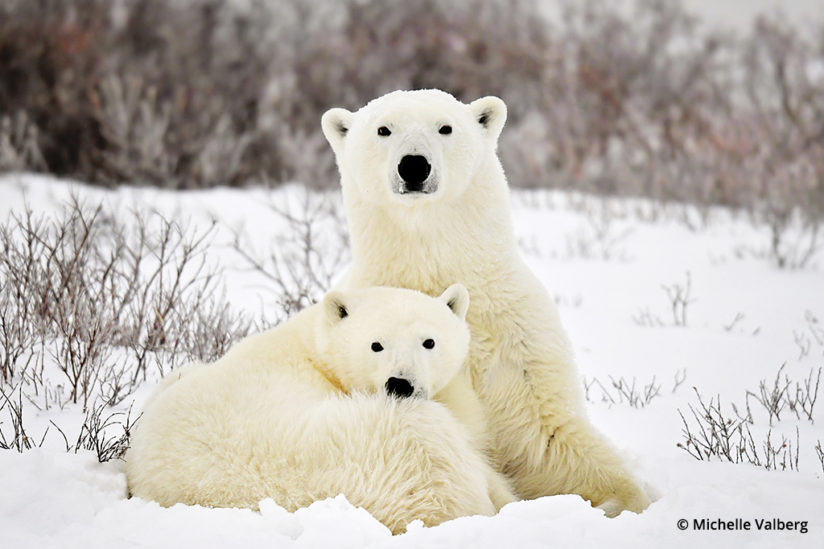 Polar Bears, Canadian Arctic