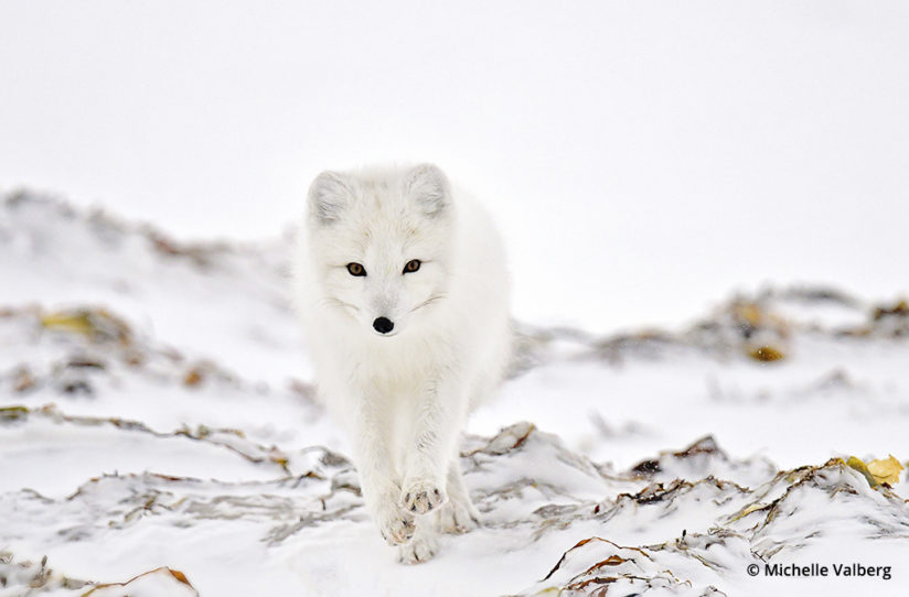 Arctic fox, Canadian Arctic
