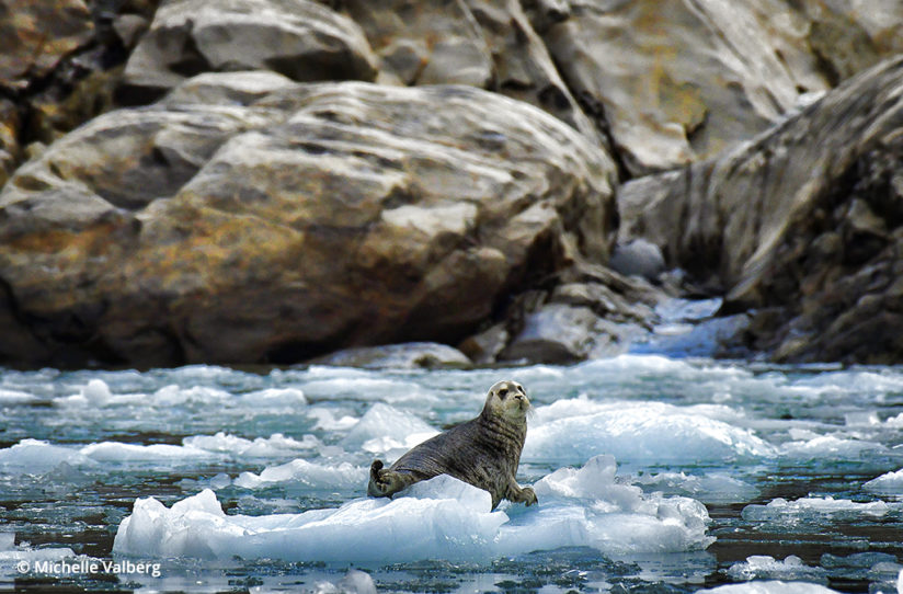Bearded seal, Canadian Arctic
