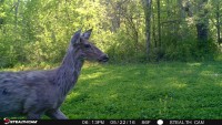 Molting: When and Why Deer Lose Their Hair