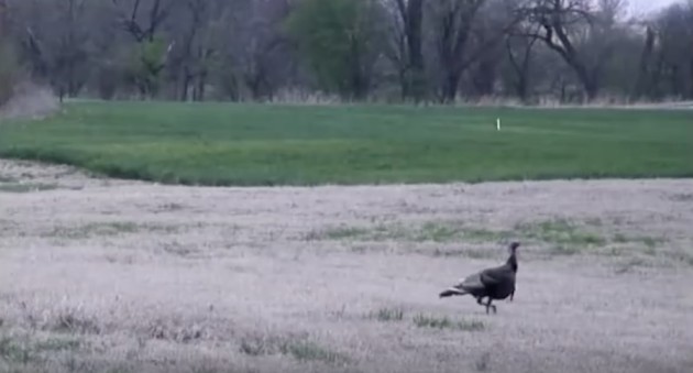 This 105 Yard Turkey Kill With A Bow Is Almost Beyond Belief