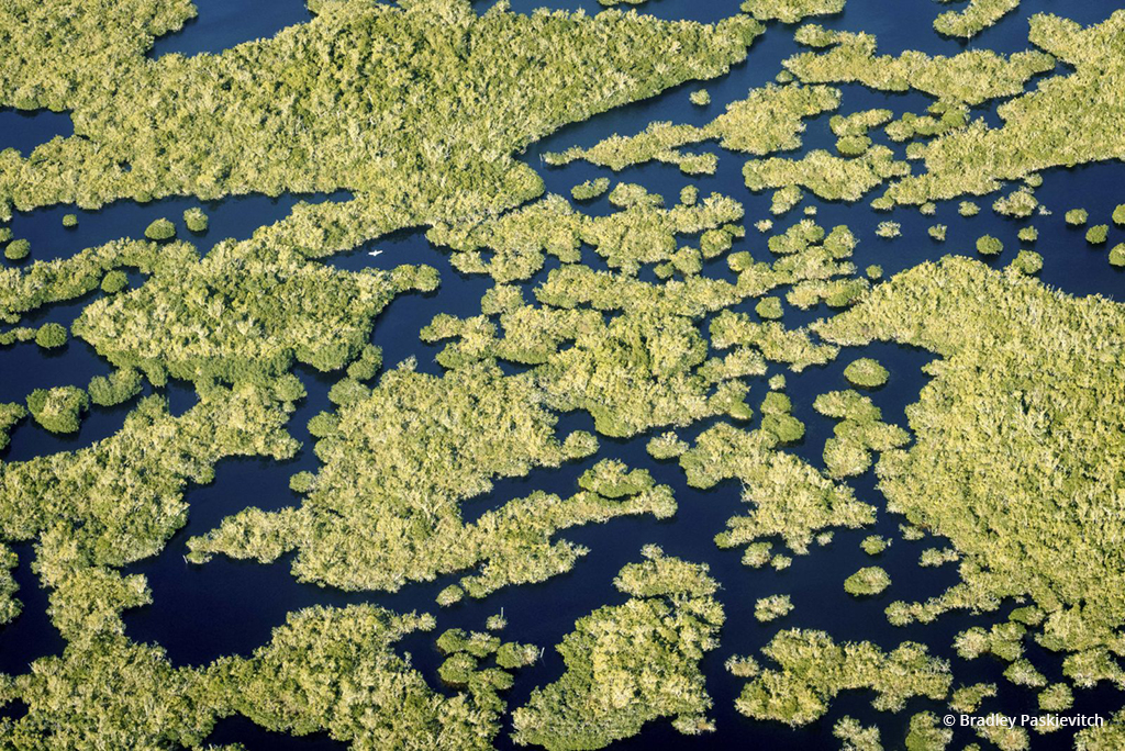 Today’s Photo Of The Day is “Everglades 1” by Bradley Paskievitch. Location: Everglades National Park, Florida. 