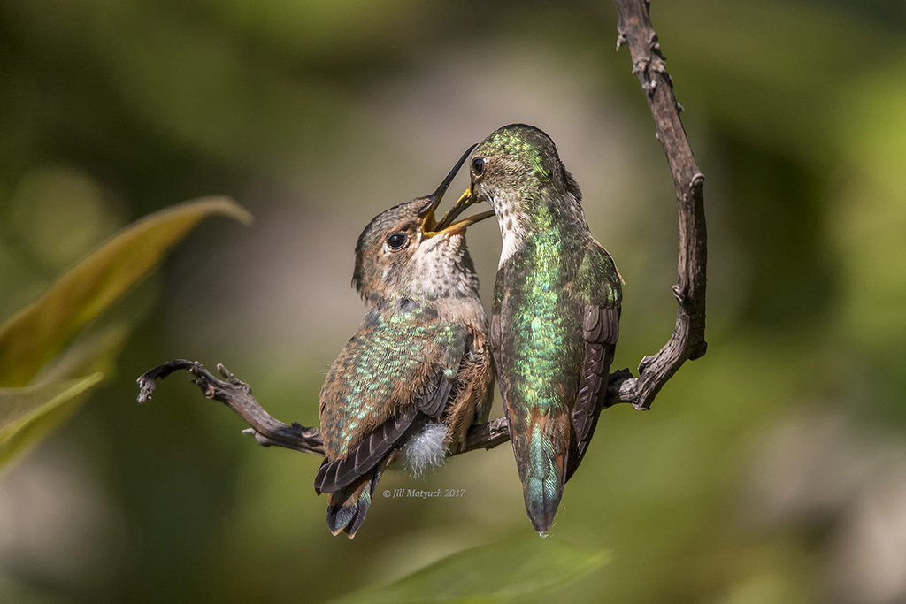 Today’s Photo Of The Day is “Mama Delivers” by Jill Matyuch. 