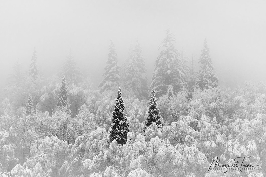 Today’s Photo Of The Day is “Snowy Sentinels by Margaret Trenn. Location: British Columbia, Canada.