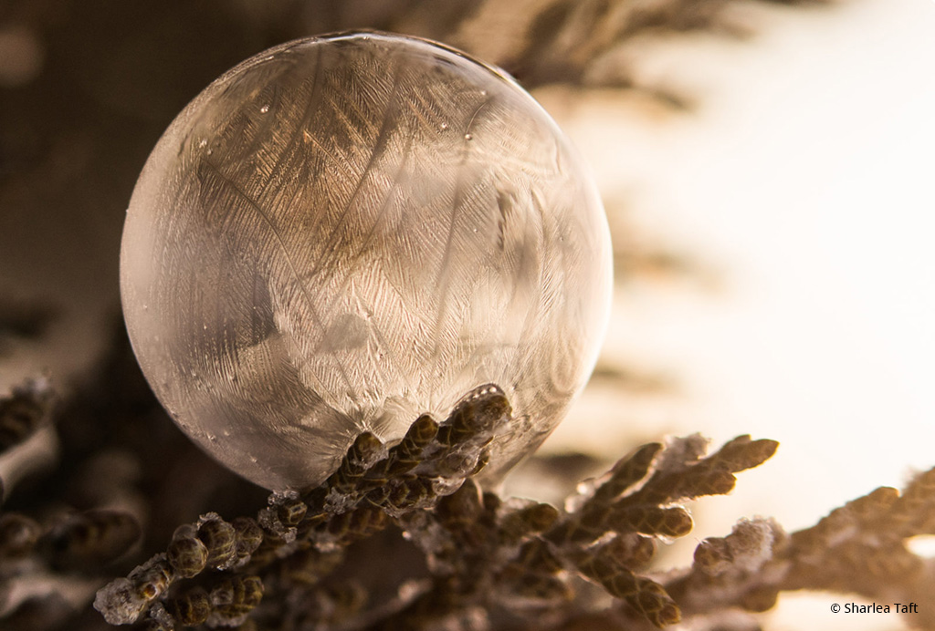 Today’s Photo Of The Day is “Frosty Bubble” by Sharlea Taft. This frozen soap bubble on a tree branch was shot by Taft in Nevada. 