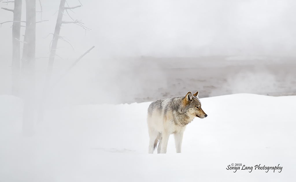 Today’s Photo Of The Day is “Spirit of Winter” by Sonya Lang. Location: Yellowstone National Park, Wyoming.