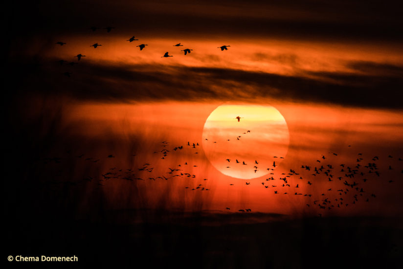 Sandhill crane migration, sunset on the Platte River