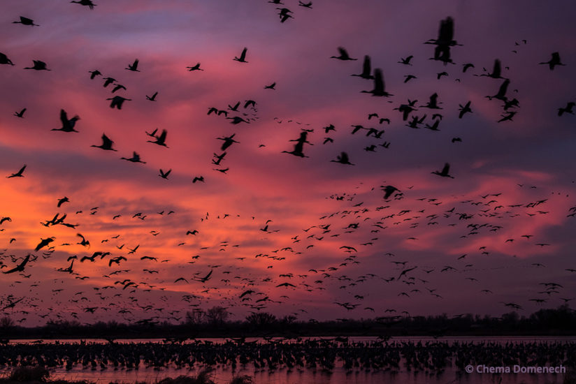 Sandhill crane migration prairie sunset