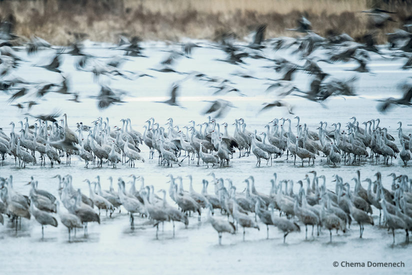 Sandhill crane migration Platte River