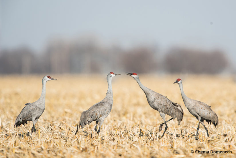 Sandhill crane migration, a family of cranes in a Nebraska corn field