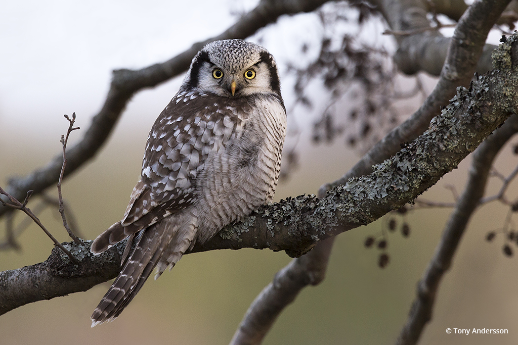 “Northern Hawk-Owl” By Tony Andersson