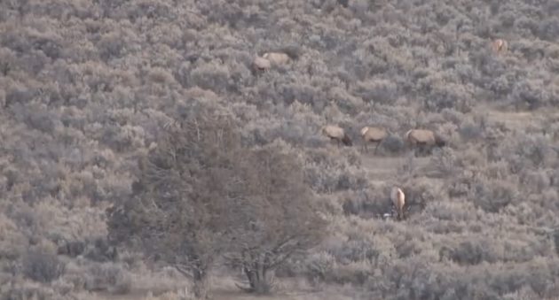 Watch Wayne van Zwoll's New Mexico Elk Hunt With A 6.5 Creedmoor