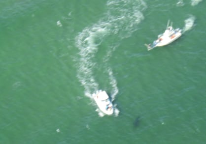 From a few thousand feet above, boats circle in on a white shark
