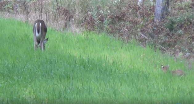 Not Many People Get To See A Bobcat Stalking A Deer Like This
