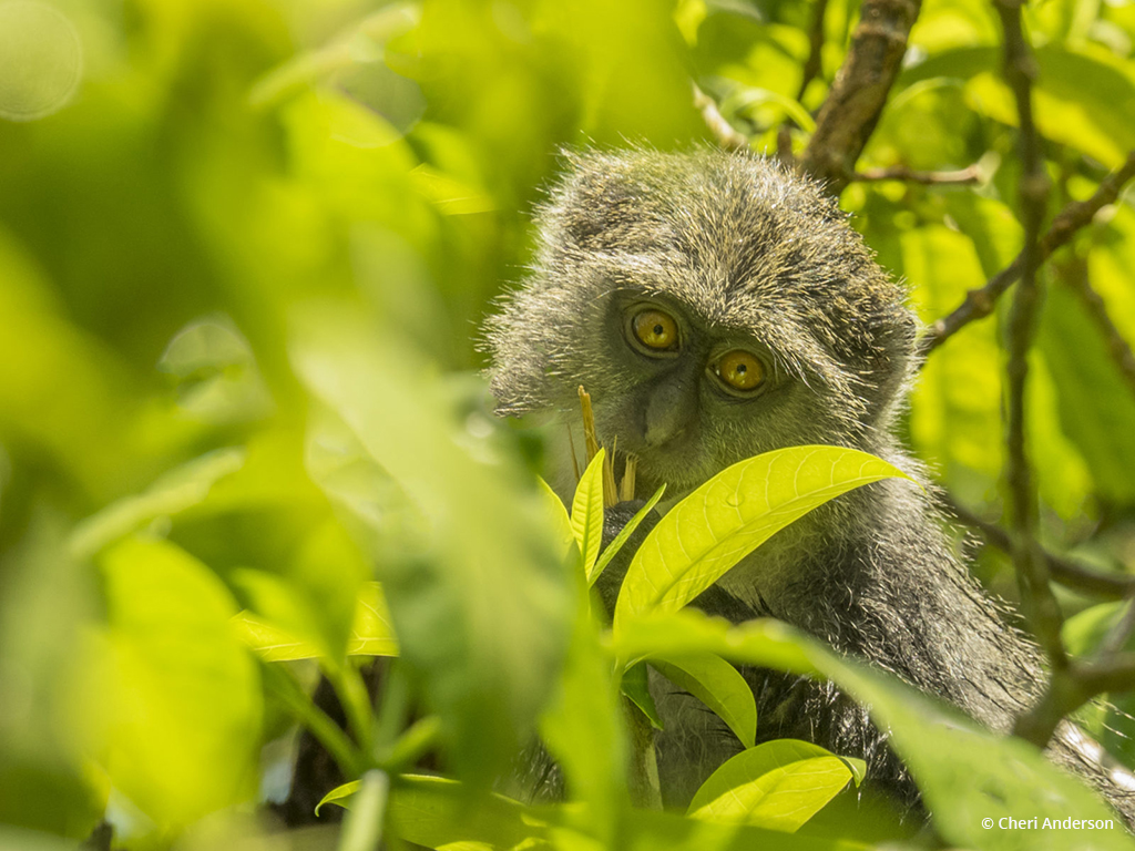 Today’s Photo Of The Day is “I See You!” by Cheri Anderson. Location: Jozani Forest, Zanzibar.