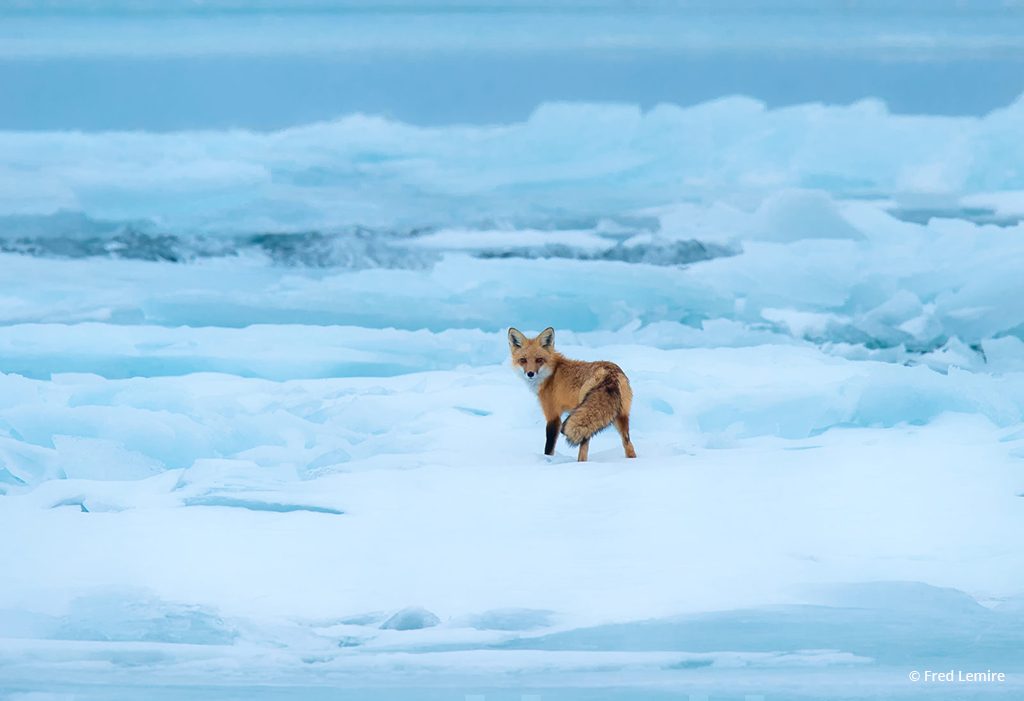 Today’s Photo Of The Day is “Red Fox on Blue Ice” by Fred Lemire. Location: Amherst Island, Lake Ontario, Canada.