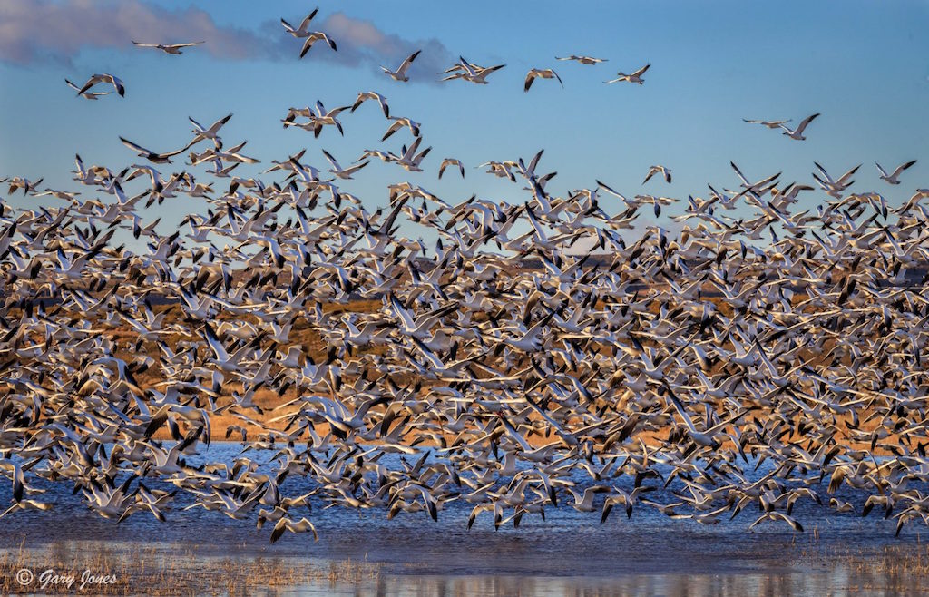 Today’s Photo Of The Day is “Blast Off” by Gary Jones. Location: Bosque del Apache National Wildlife Refuge, New Mexico.