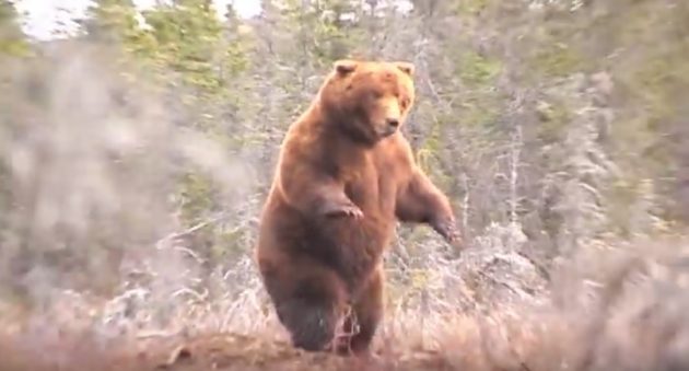 Watch As Jack Brittingham Arrows The Pope & Young World Record Alaska Brown Bear On This Intense Hunt