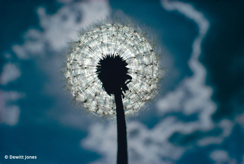 More than one right answer led to this incredible image of a dandelion puff ball.
