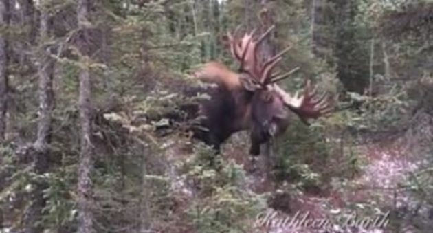 bull moose